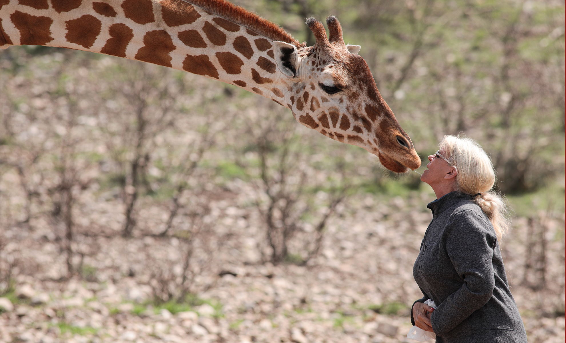 Debbie Hagebusch checks in with a giraffe at the Y.O. Ranch Headquarters.