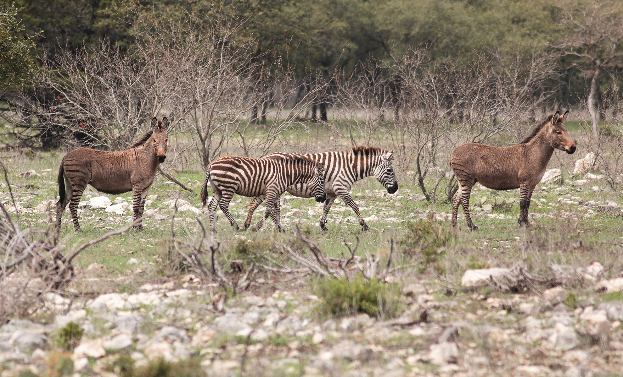 Zonkey (left) and zebra roam the ranch.