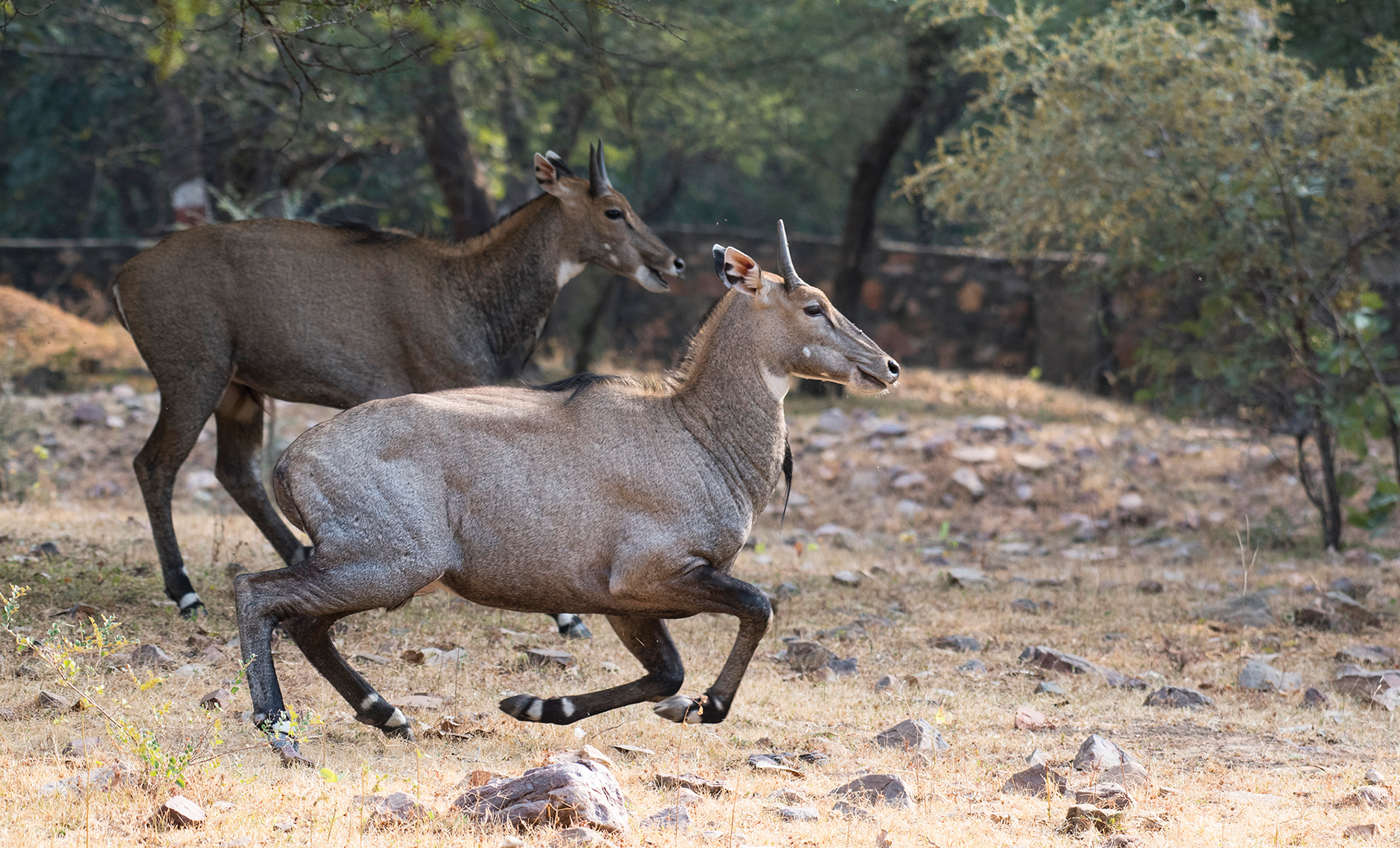 The King Ranch pioneered the release of nilgai in Texas, according to the Texas State Historical Association.