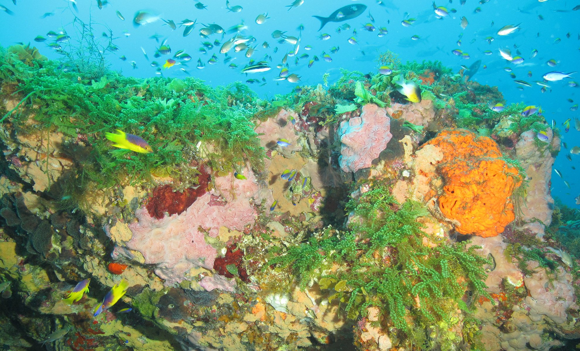 Colorful sponges and bright green algae adorn the cap of Bright Bank, near the Flower Garden Banks National Marine Sanctuary.