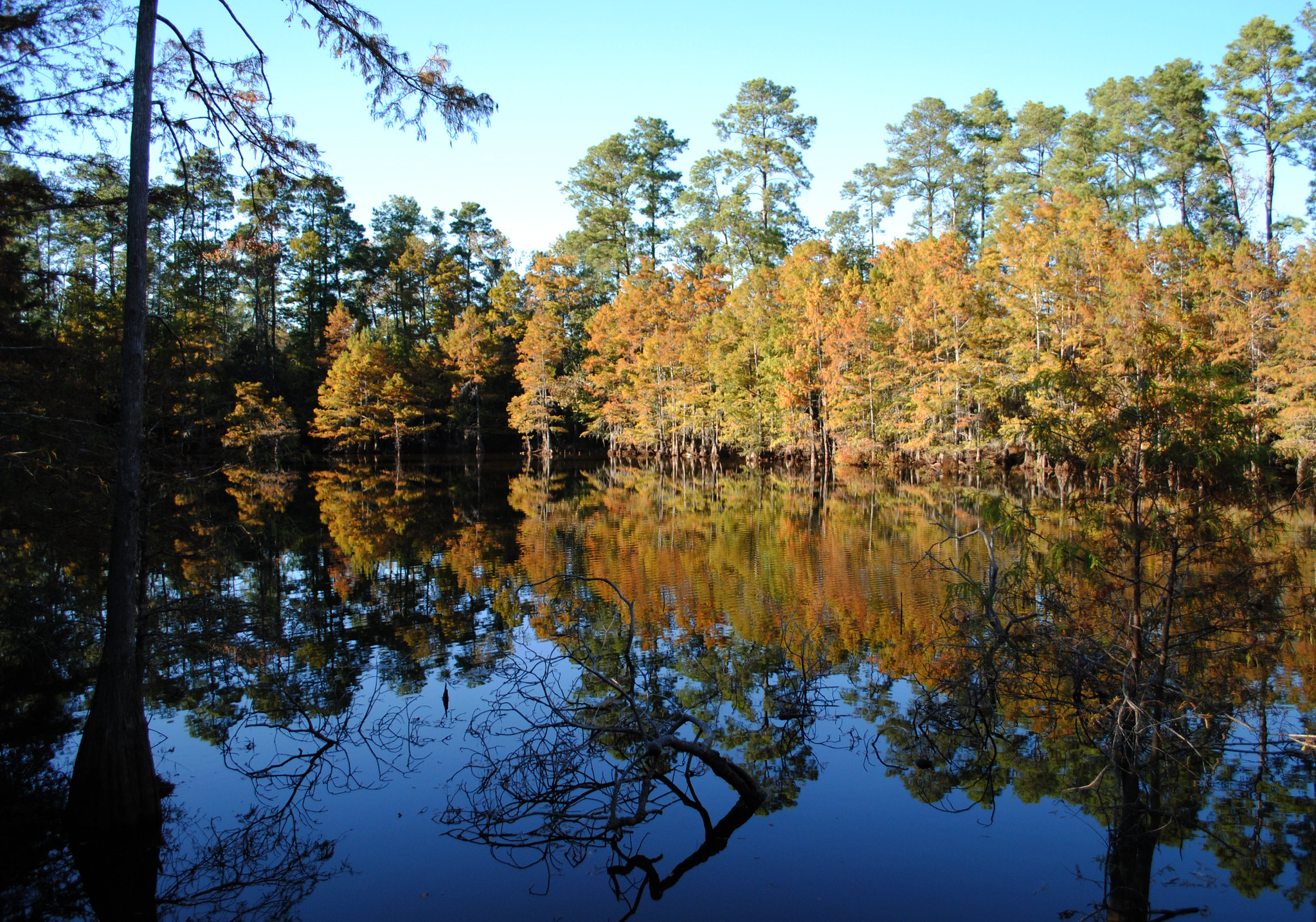A pond in East Texas.