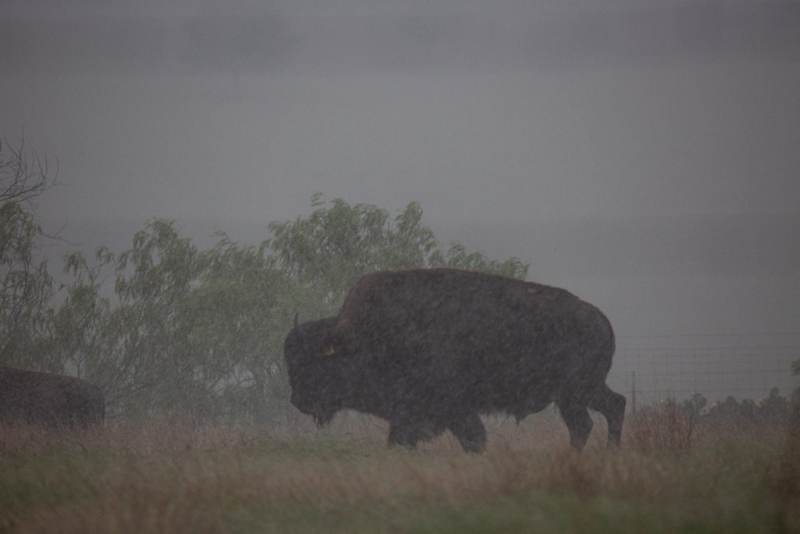 A bison walks through the rain at the Texas Tribal Buffalo Project in Waelder. The project hosts nine bison and recently welcomed the arrival of four calves.