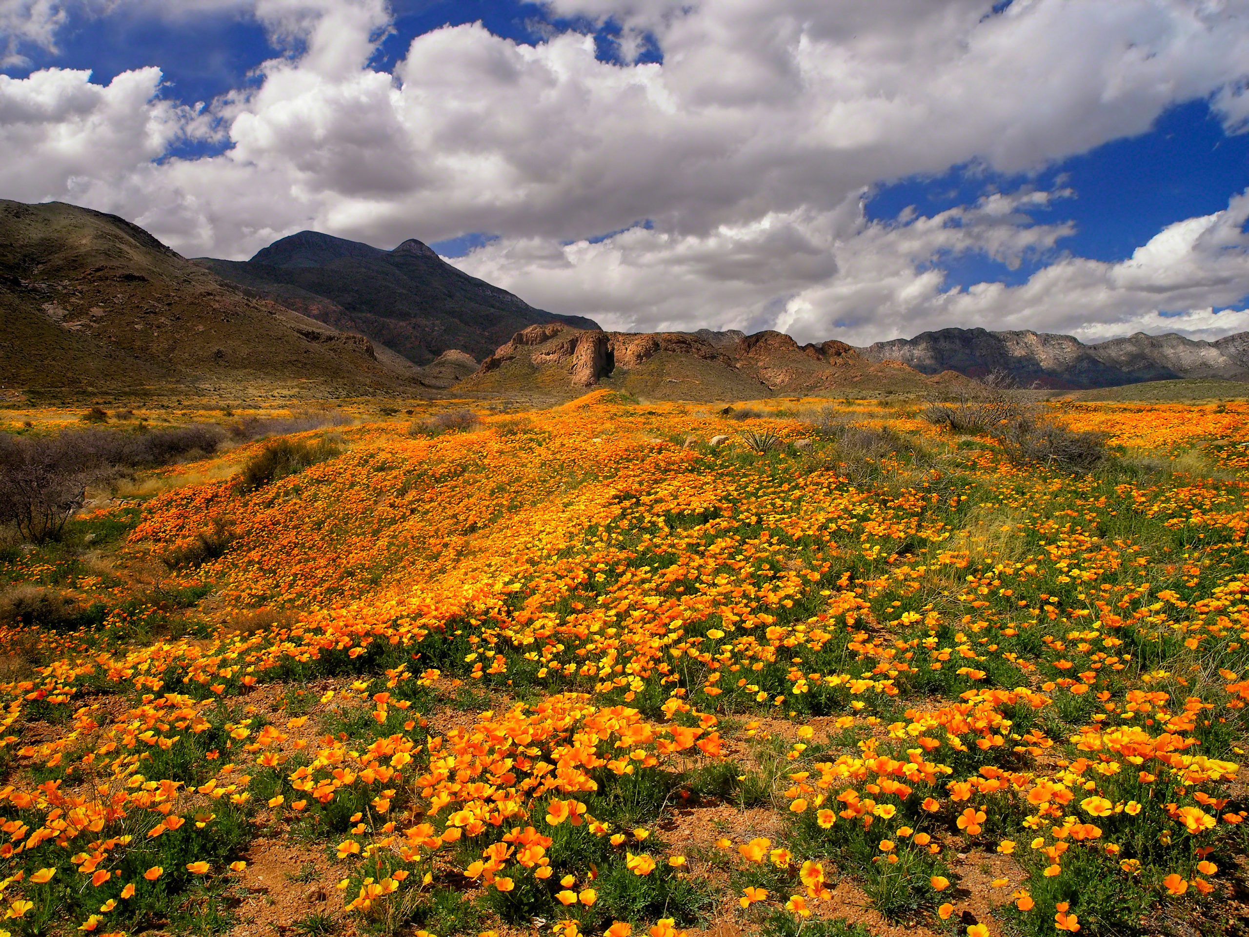 A carpet of brightly colored orange-red poppies covers the earth, with mountain ranges in the distance under a partly cloudy sky.