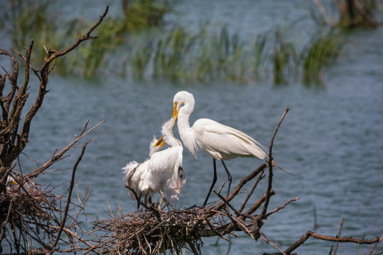 A Great Egret cares for her young in a nest at the edge of a wide blue Texas waterway.