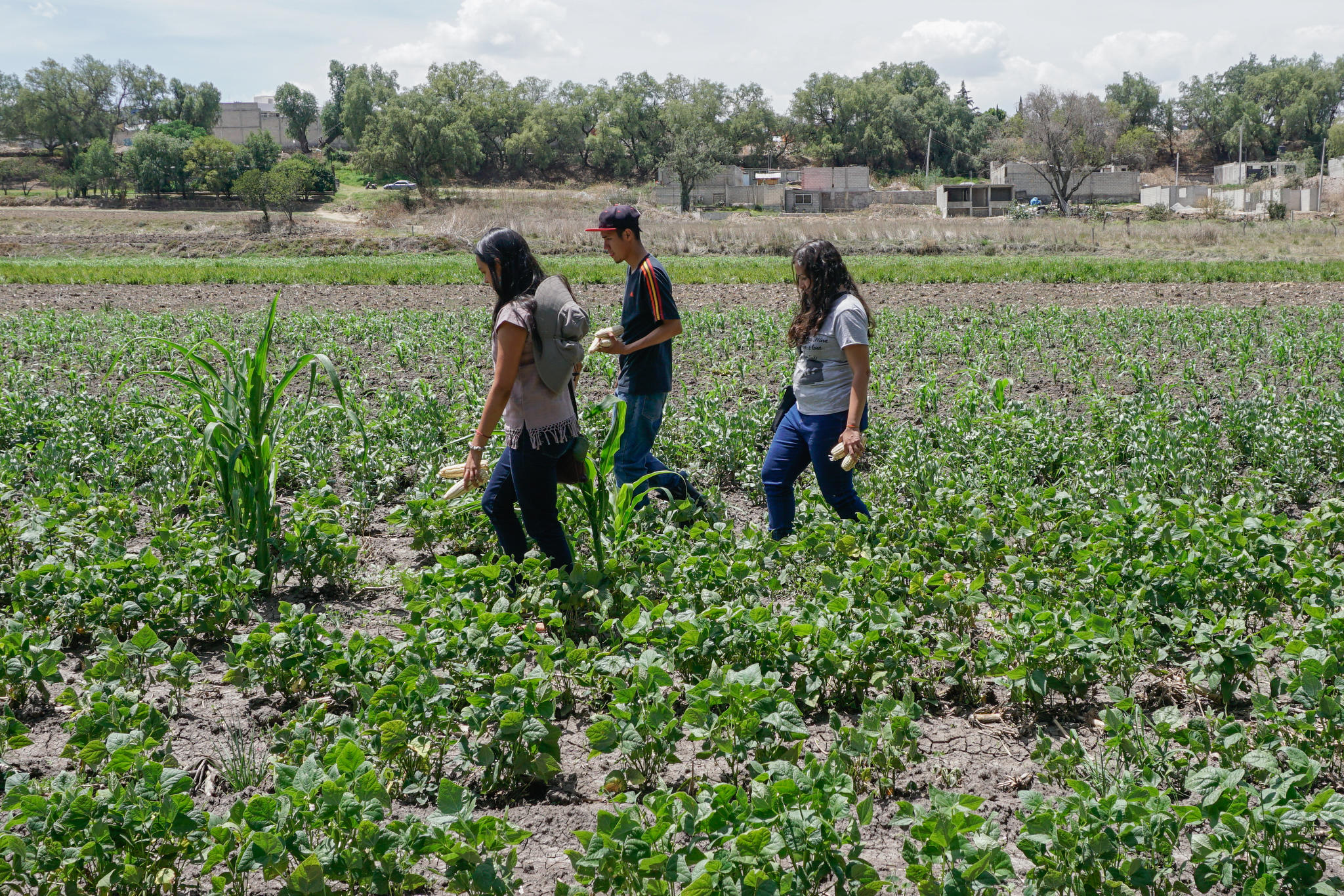 Three people walk through a cornfield in Mexico. The plants are still low to the ground.
