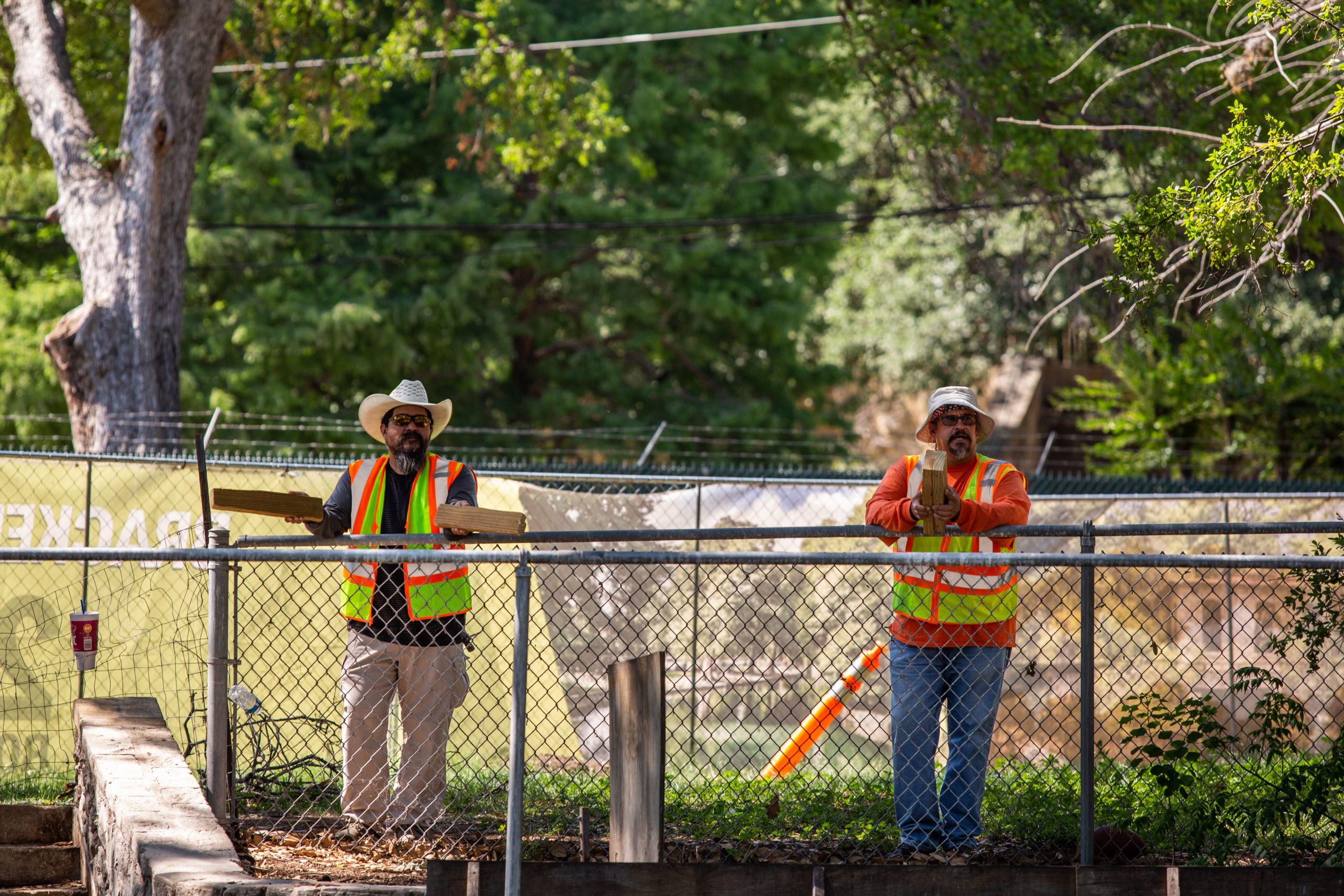San Antonio City employees hit blocks of wood together to deter migratory birds from nesting and laying eggs in a group of live oak trees bordering the San Antonio River. They are dressed in outdoor hats and safety vests.