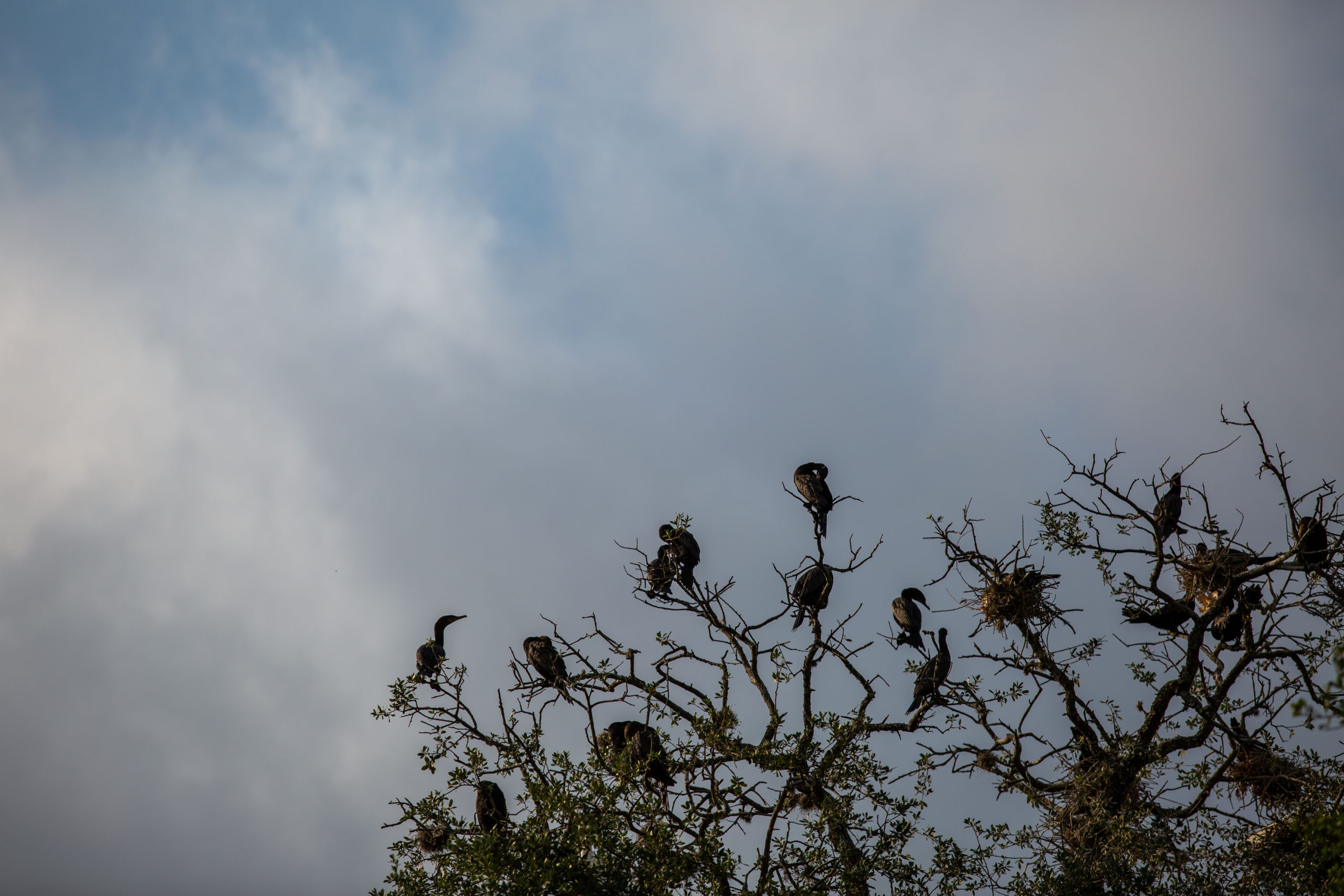 Dozens of Cormorants sit atop the tree canopy in a small area of Brackenridge Park where San Antonio City officials have allowed the birds to nest.
