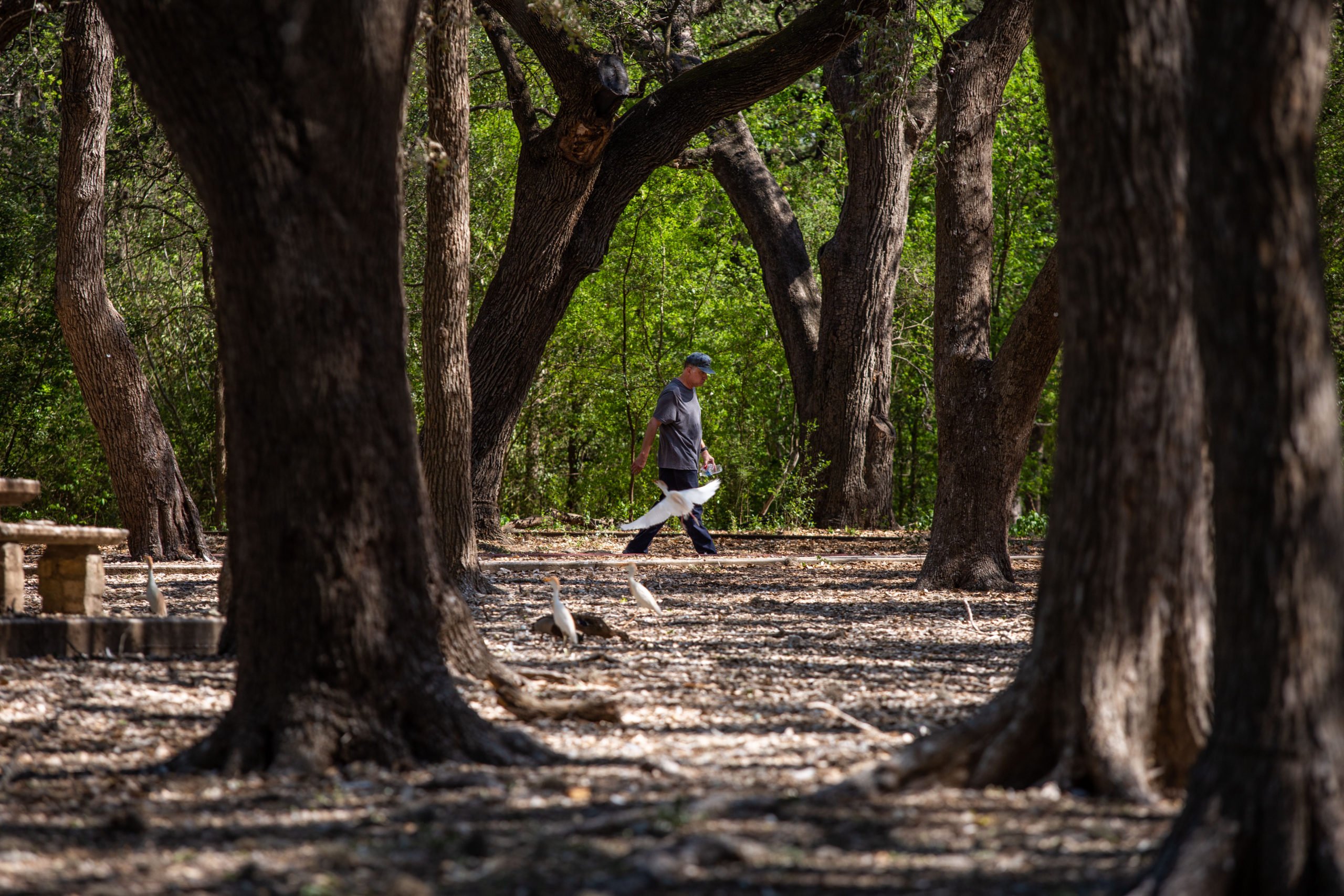A person walks through a protected bird rookery set in live oak trees in Brackenridge park.