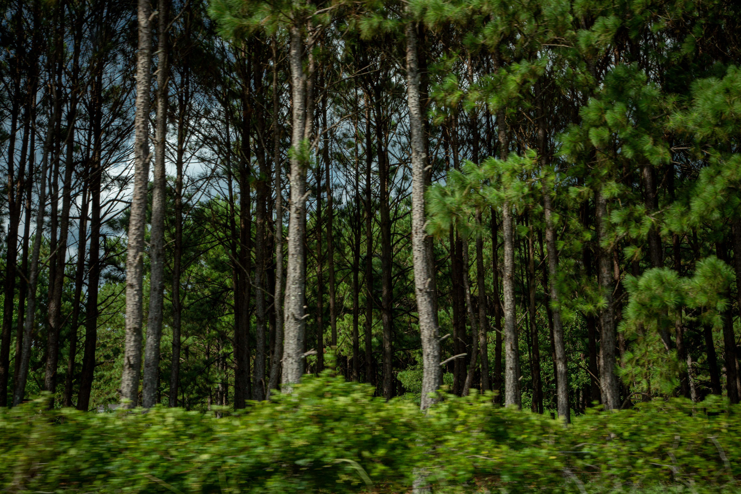 The woods where Aubrey Freeman spent time hunting and camping with his late father, Ancel Walton Freeman. Tall trees stand amid dense vibrant green foliage.