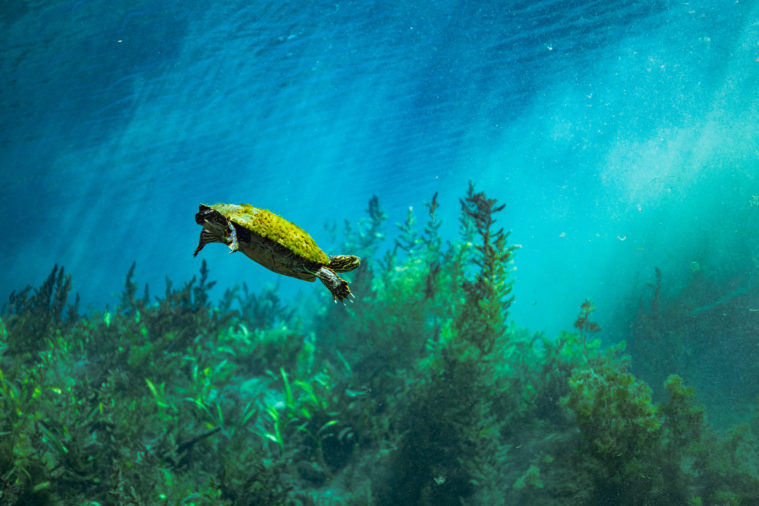 A turtle swims lazily across the lake bed through clear blue green water, near healthy green underwater plants.