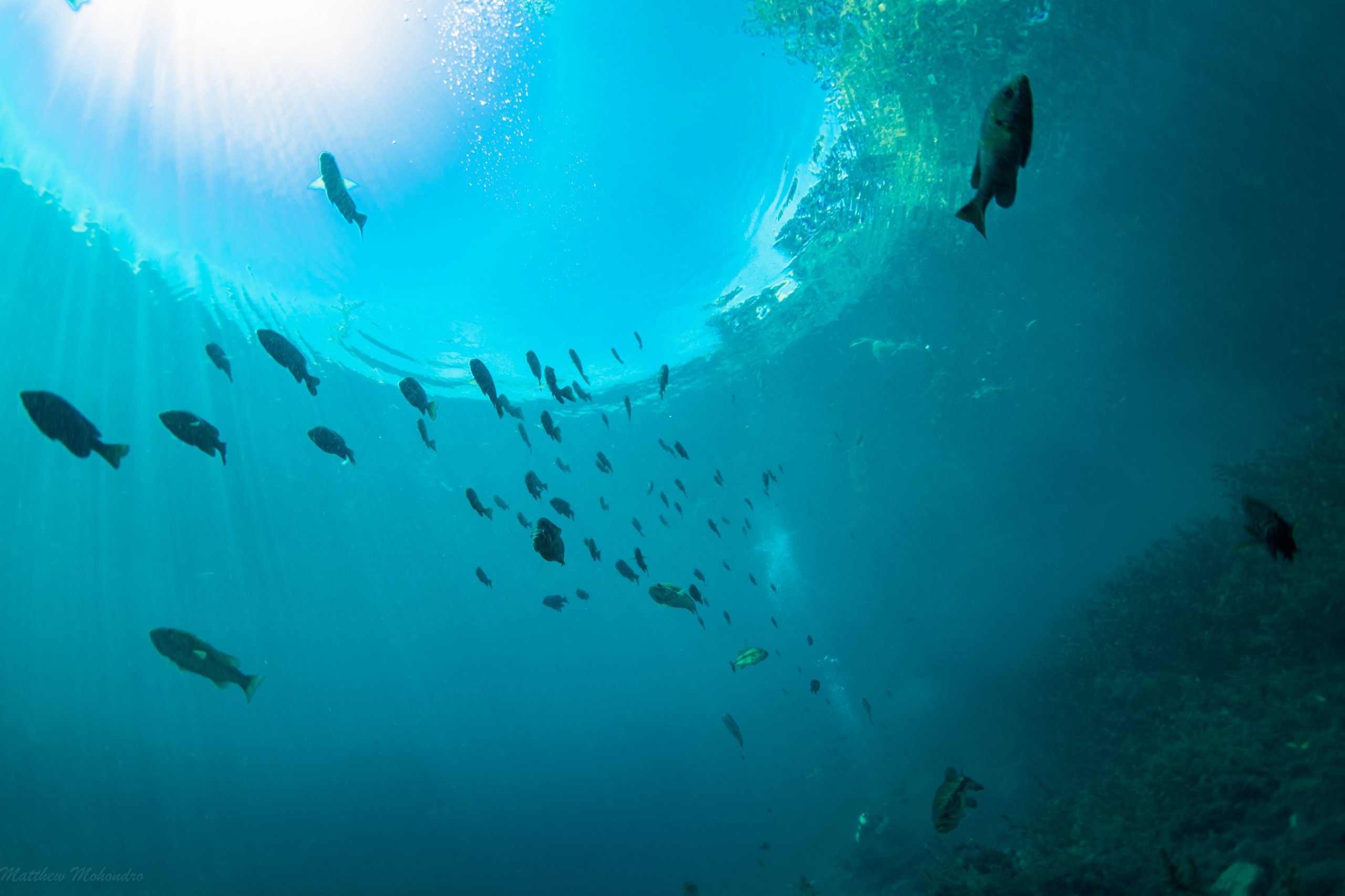 Fish swim under water in Spring Lake.