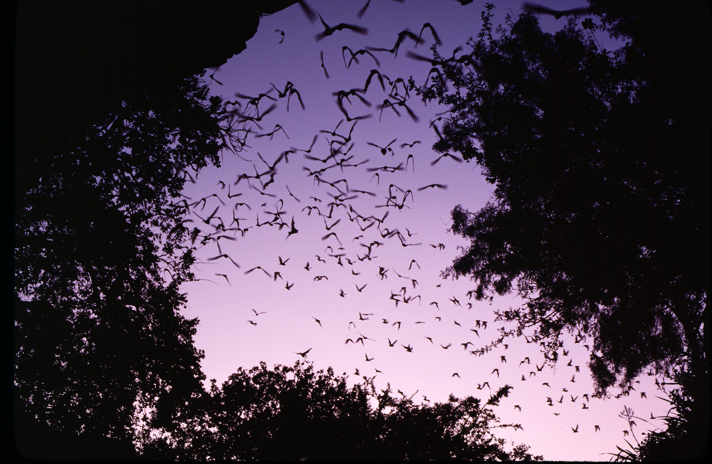 A cloud of bats fly in a whirlwind of leathery wings among a set of trees as they emerge from a cave, with a purple sunset sky behind them.