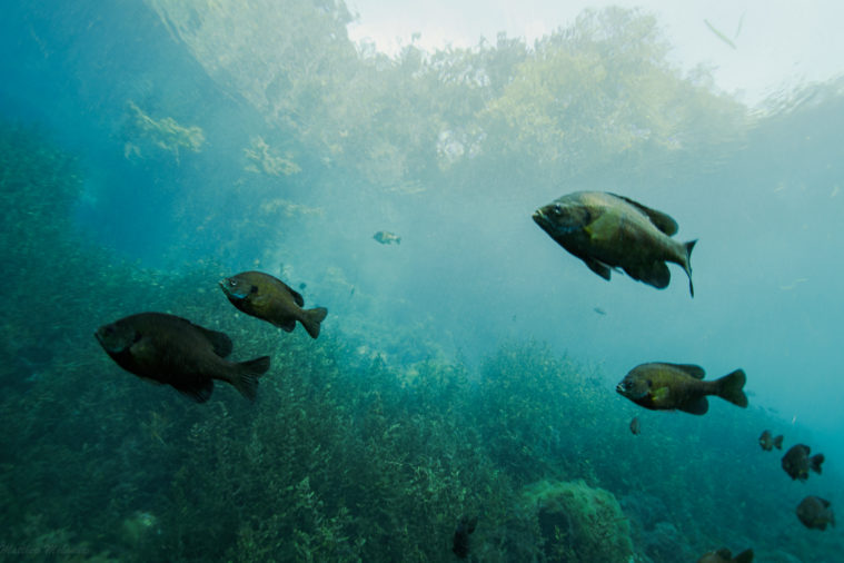 A school of dark green fish swim across he plant-covered lakebed.