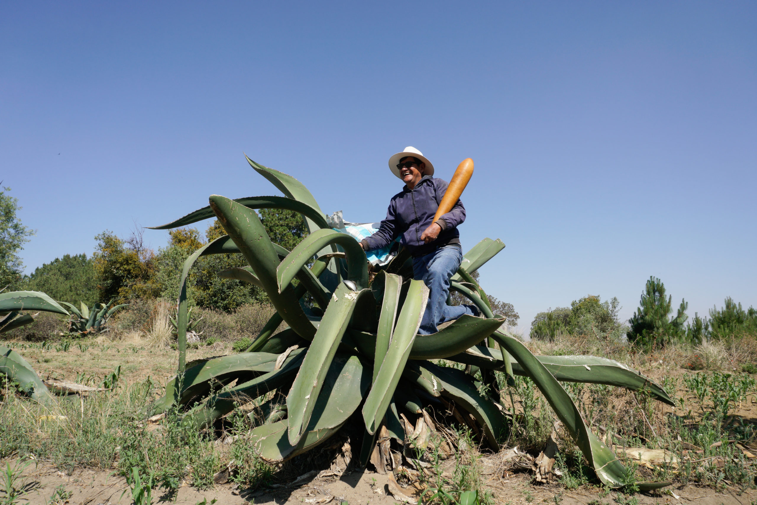 Gaudencio “Shaggy” Díaz, dressed in practical farming clothes, sits atop a maguey agave while holding a large pestle-like acocote, used for scraping sap from the plant.