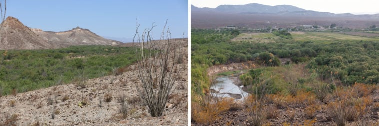 In a composite image, at left, the river bed of the Rio Grande is drying up as it passes through a desert valley. At right, another view of the same green desert valley with mountains in the background under a blue sky.