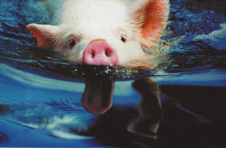 A piglet energetically swims in clear blue lake water, in a vintage color photograph.