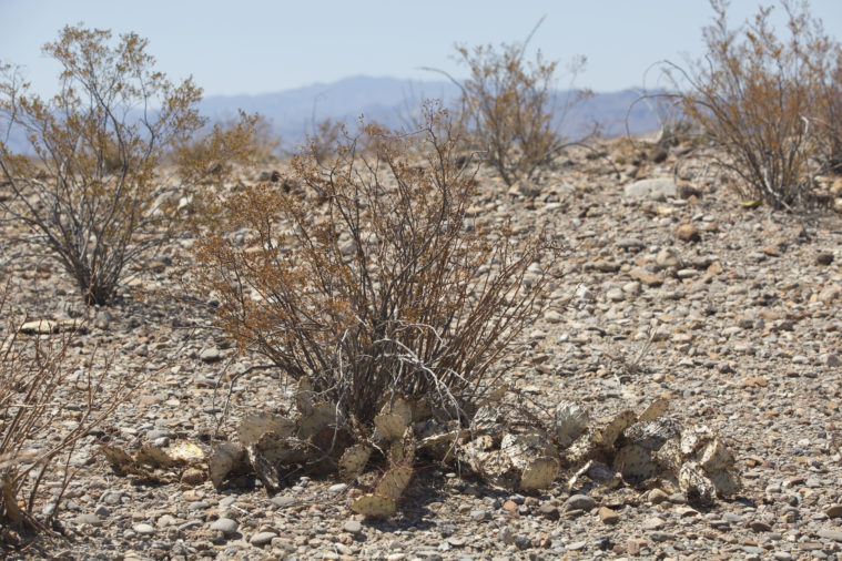 A prickly pear cactus wilts in a dry desert landscspe, surrounded by other plants which are drying out.