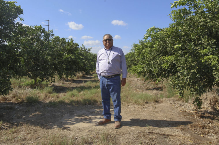 A Latino man wearing a button down shirt and blue jeans stands, with a serious expression, between two rows of citrus trees stretching into the distance.
