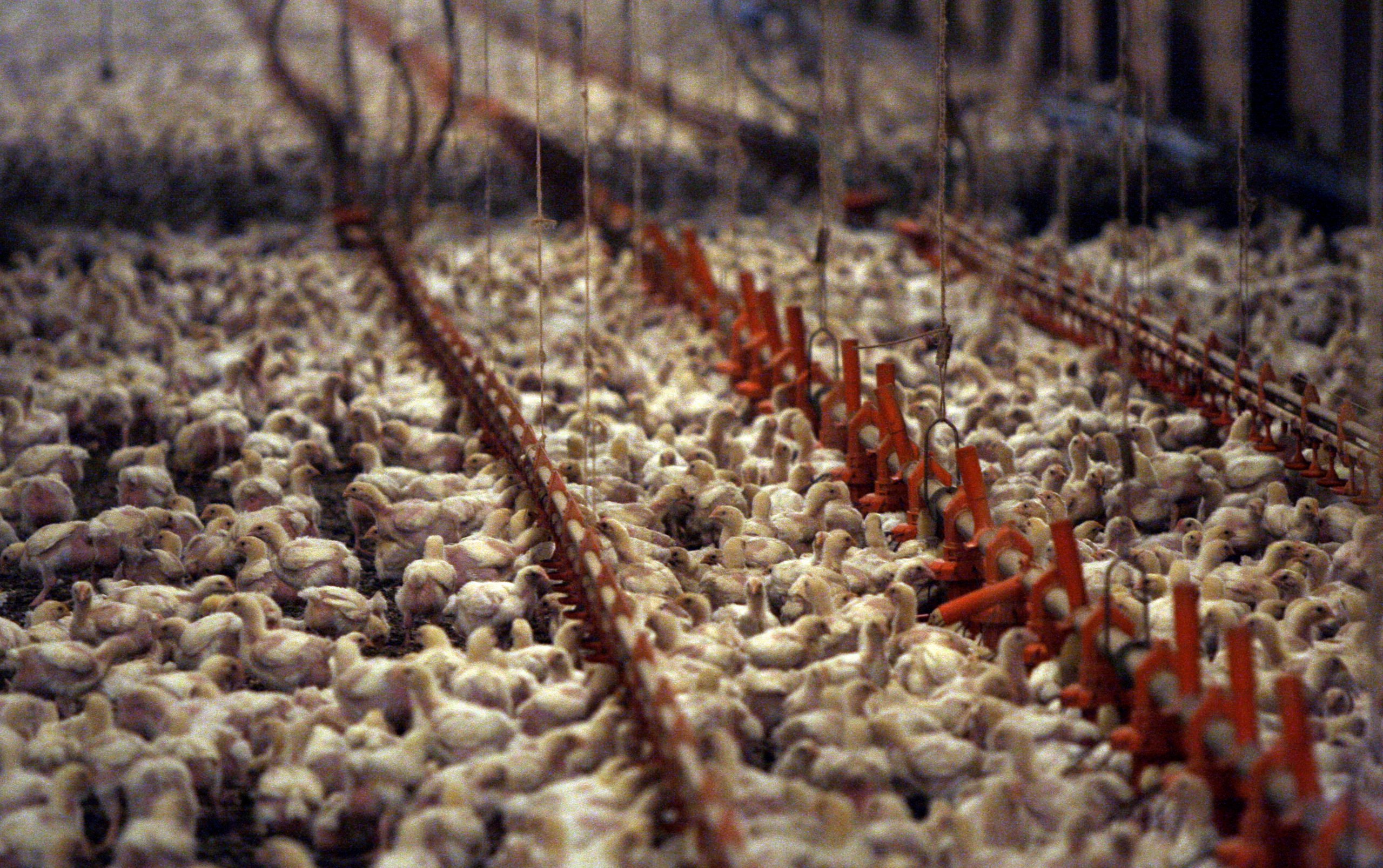 Chickens are crowded tightly together in an industrial chicken farm operated by Pilgrim's Pride.