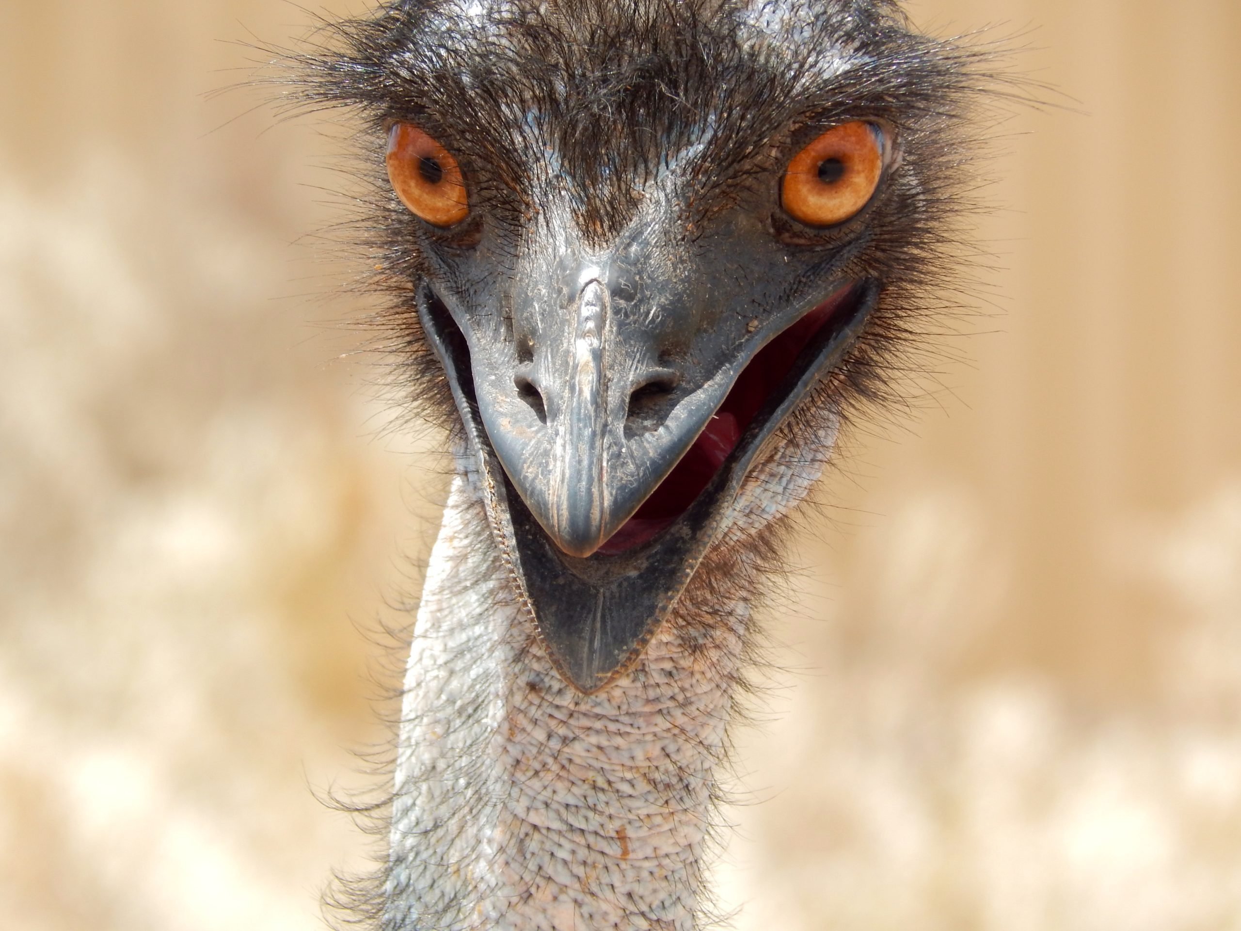 A close-up of an emu's open-beaked face, so it seems to have a surprised expression.