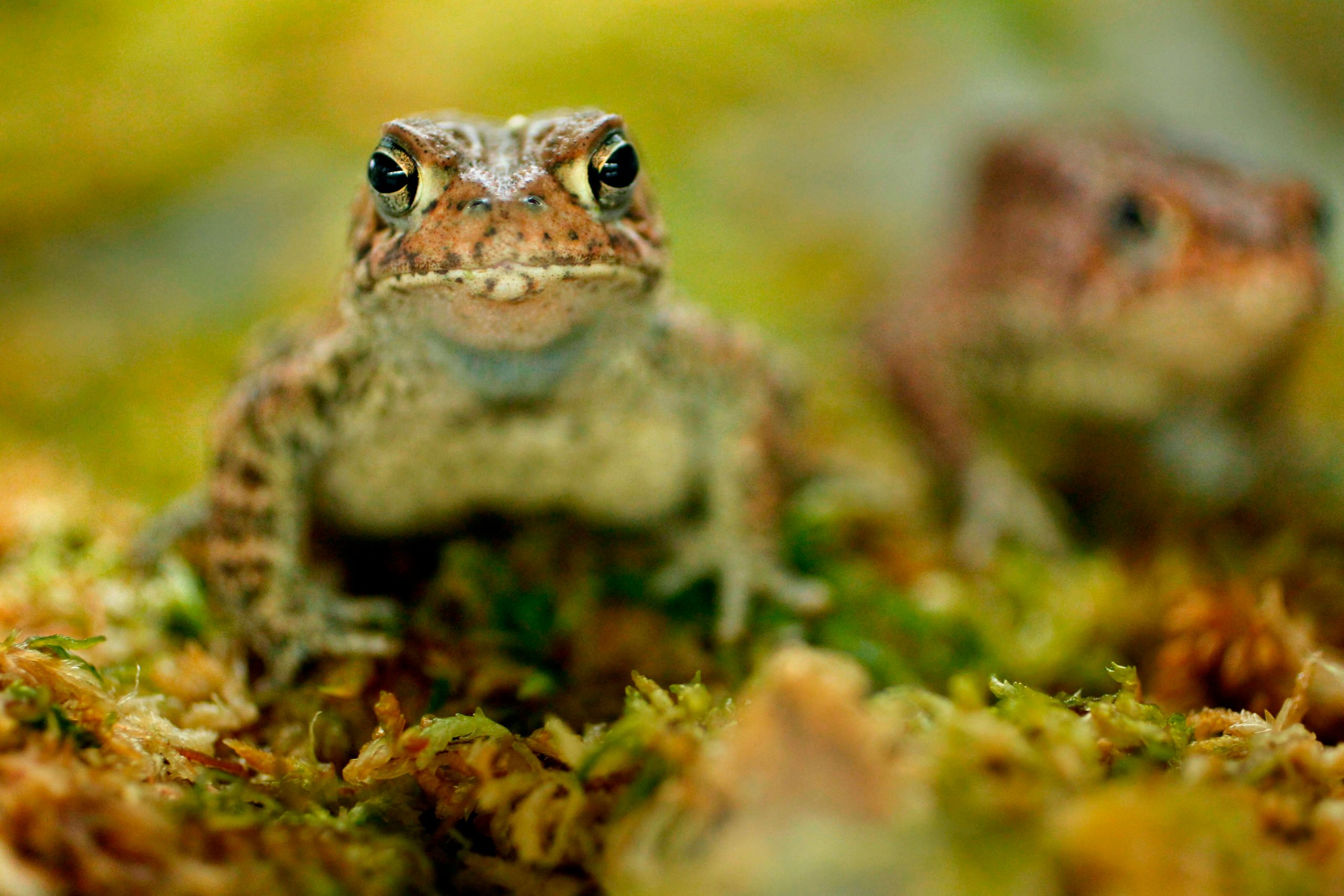 A close-up of a pair of Houston toads, one more sharply in focus. The toads are living on an organic looking medium. They have spots along their brownish red faces and stripes down their front legs.