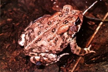 The Houston toad has warty spots all over its body and stripes on its forelimbs. 