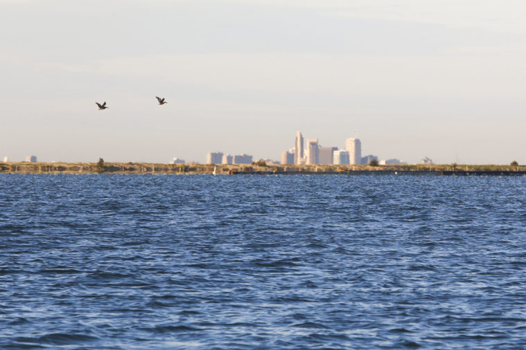 A pair of birds fly above a choppy bay of blue water, with a city seen in the distance.