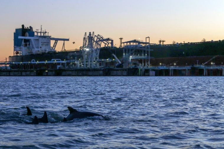 The dorsal fins and backs of a couple of dolphins can be seen among the choppy waters near an industrial plant as the sun sets or rises.