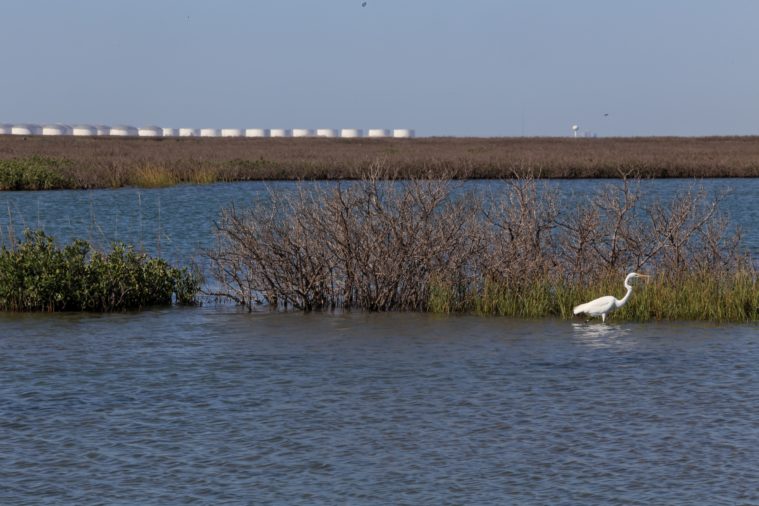 A white seabird stalks in the water among marshy grass, with industrial pods along the horizon.