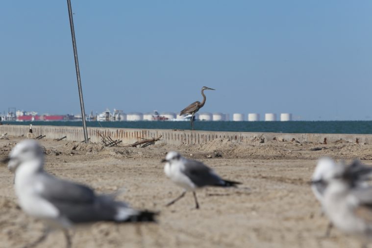 Several seabirds graze along the beach while a heron poses majestically at the edge of the shore.