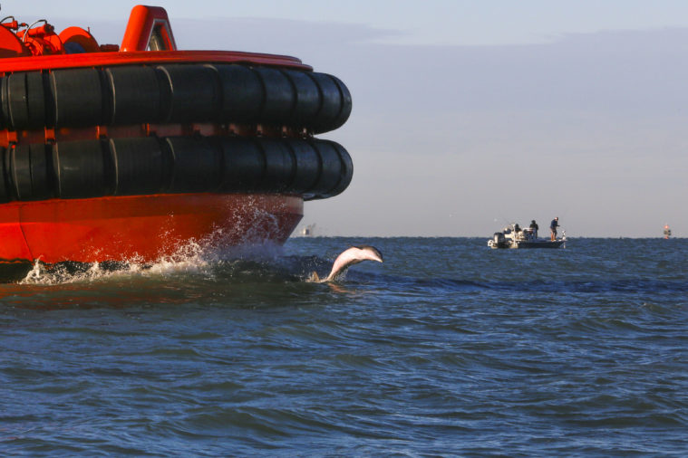 The dolphin is dwarfed by the red and black tugboat as it seems to dance along the top of the water.