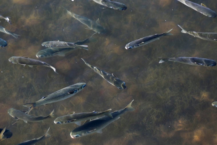 A school of fish, seen from overhead as they swim in clear waters.