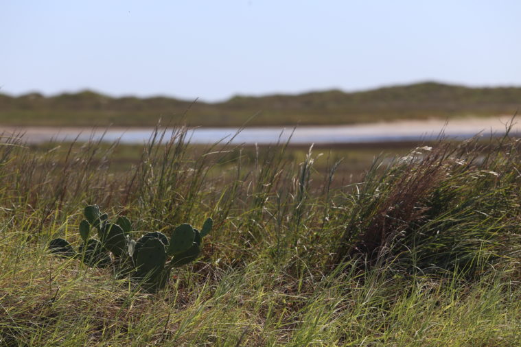 A prickly pear plant grows among tall, windswept wild grasses.