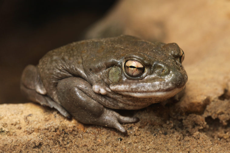 A grey-green, warty toad crouches, eyes half-closed, among the dirt.