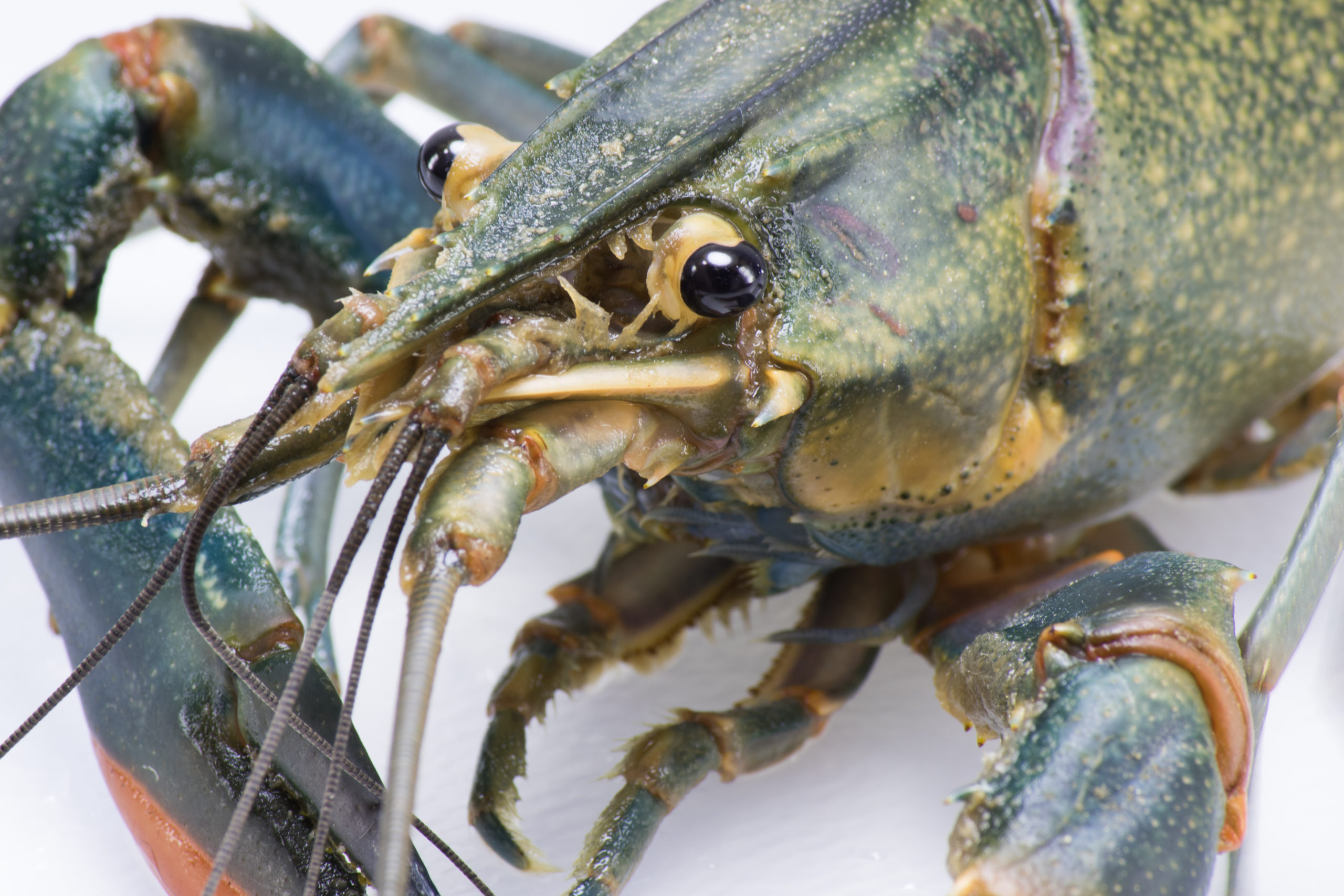 A close-up of the head, beady eyes, and big claws of a Australian redclaw crayfish, set on a white background.