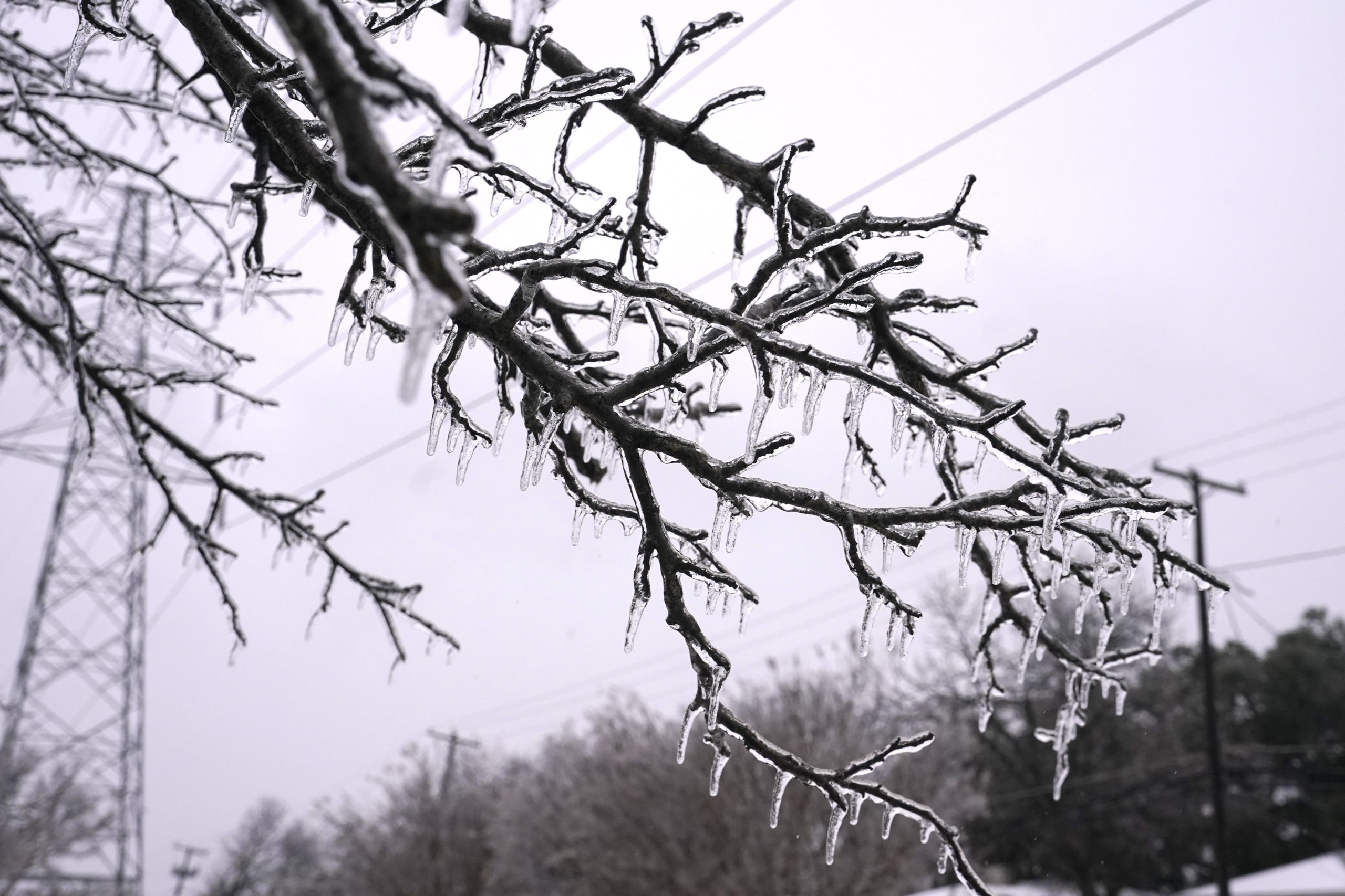 An ice-coated branch of a tree in the foreground, with more wintry trees and urban power lines behind the branch.