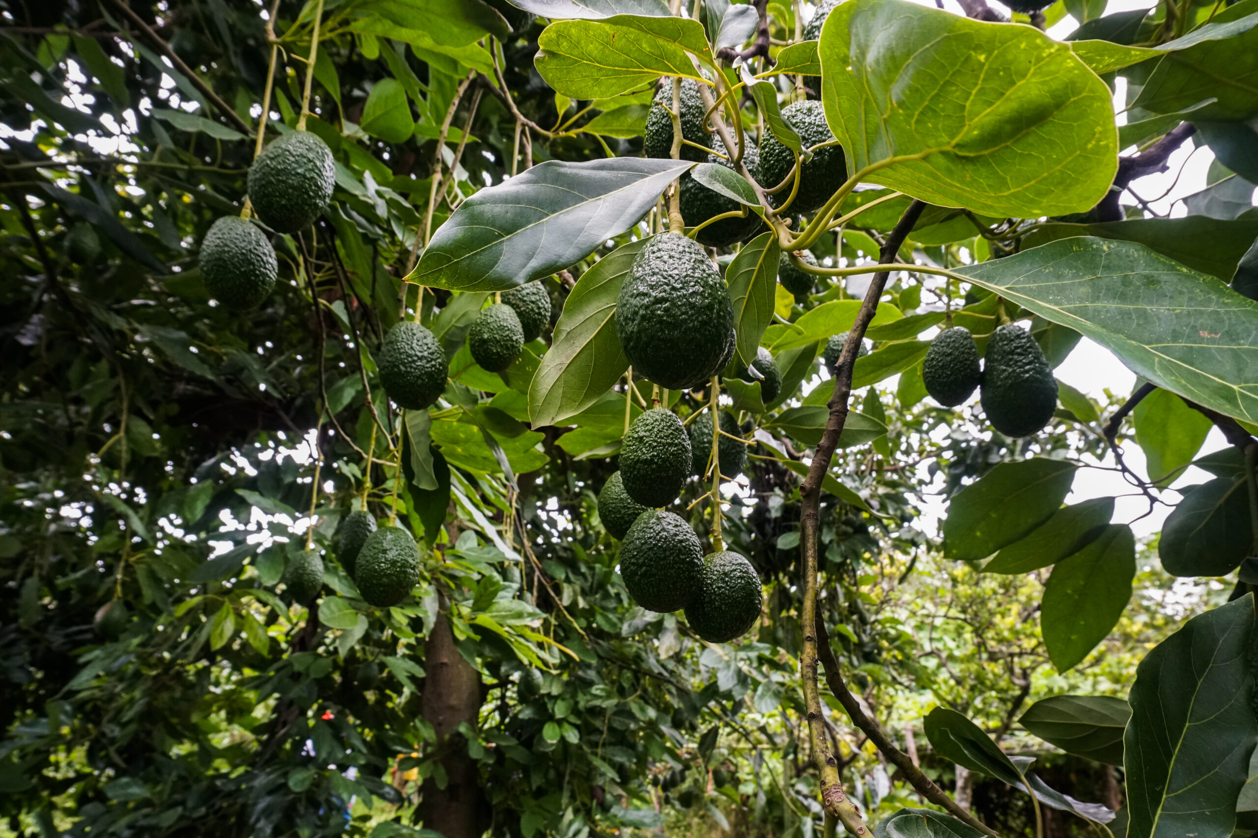 Fresh green avocados hang in clusters from healthy avocado trees in Jalisco, Mexico.