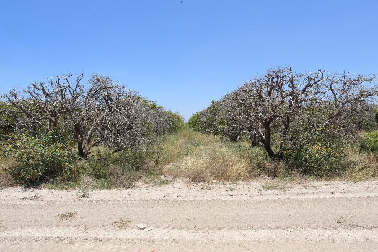 Rows of fire-damaged citrus trees stetch into the distance under a clear blue sky.