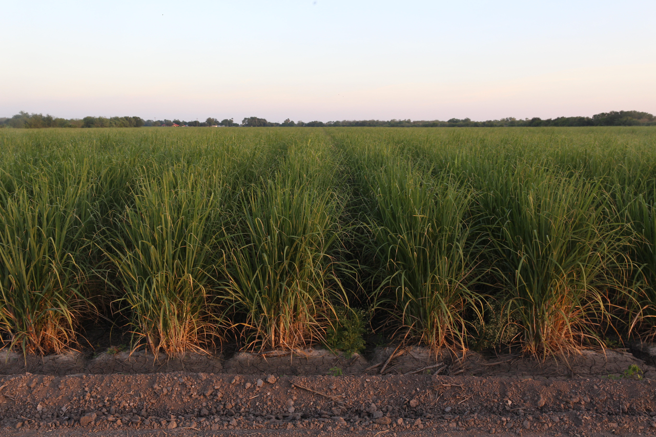 Tall, thin but bushy green sugarcane plants stretch out into endless, densely packed rows.