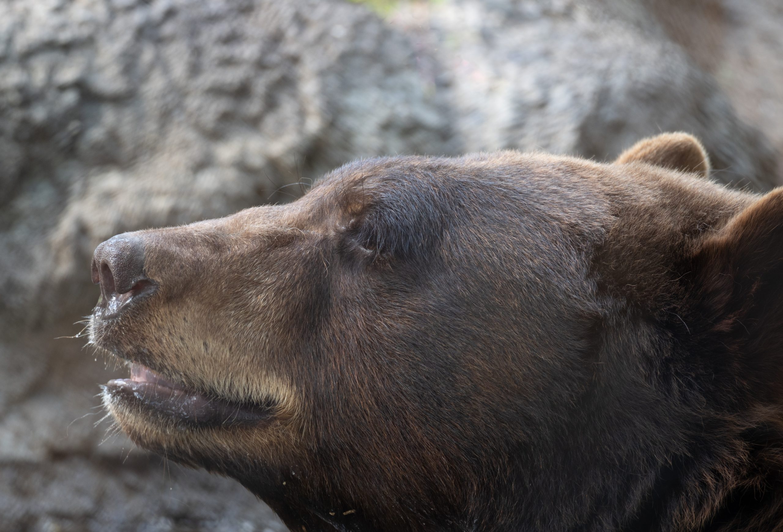 A close-up of the face of a black bear.