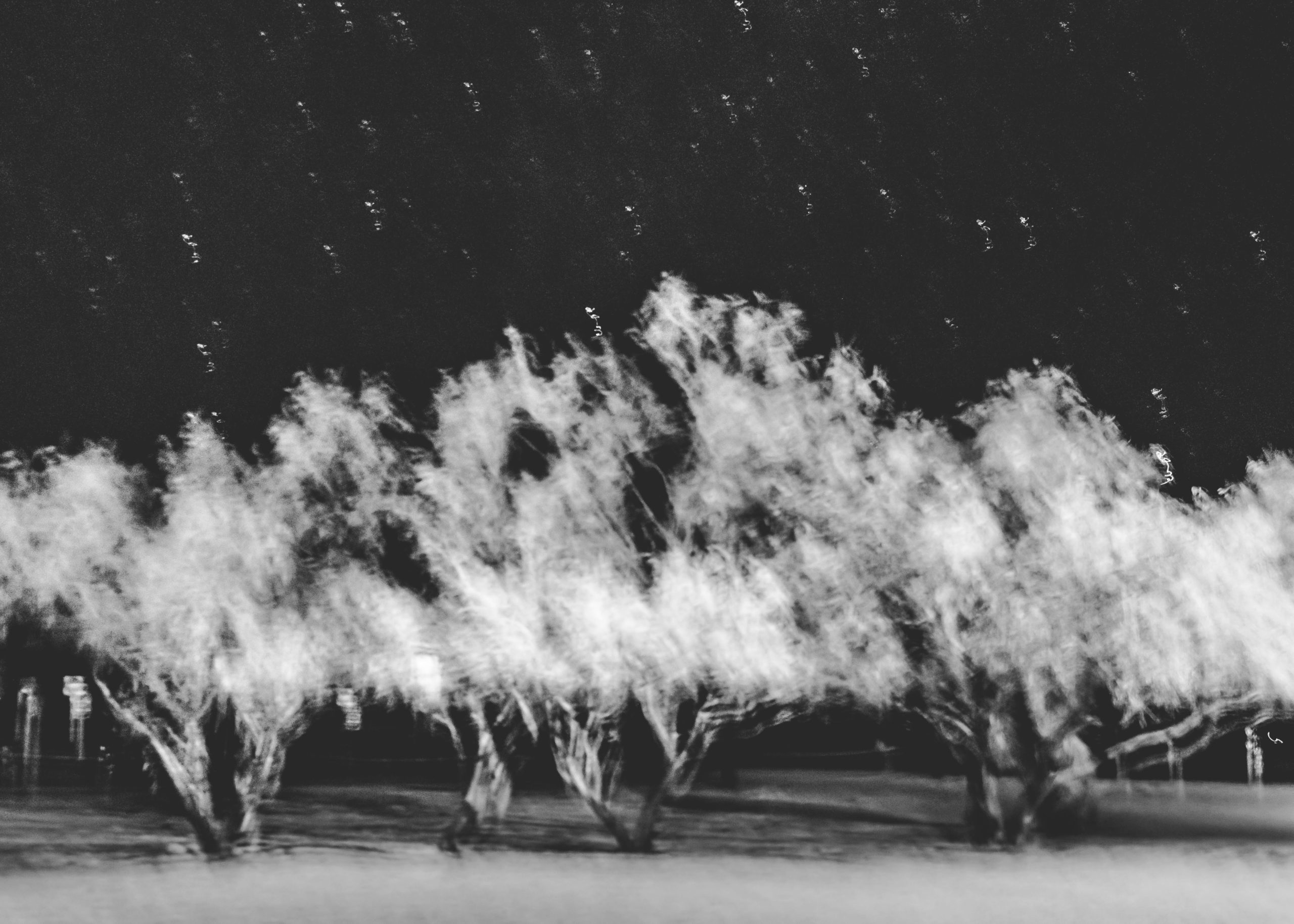 An artistically blurry black and white photo of scrub-like trees growing by the roadside.