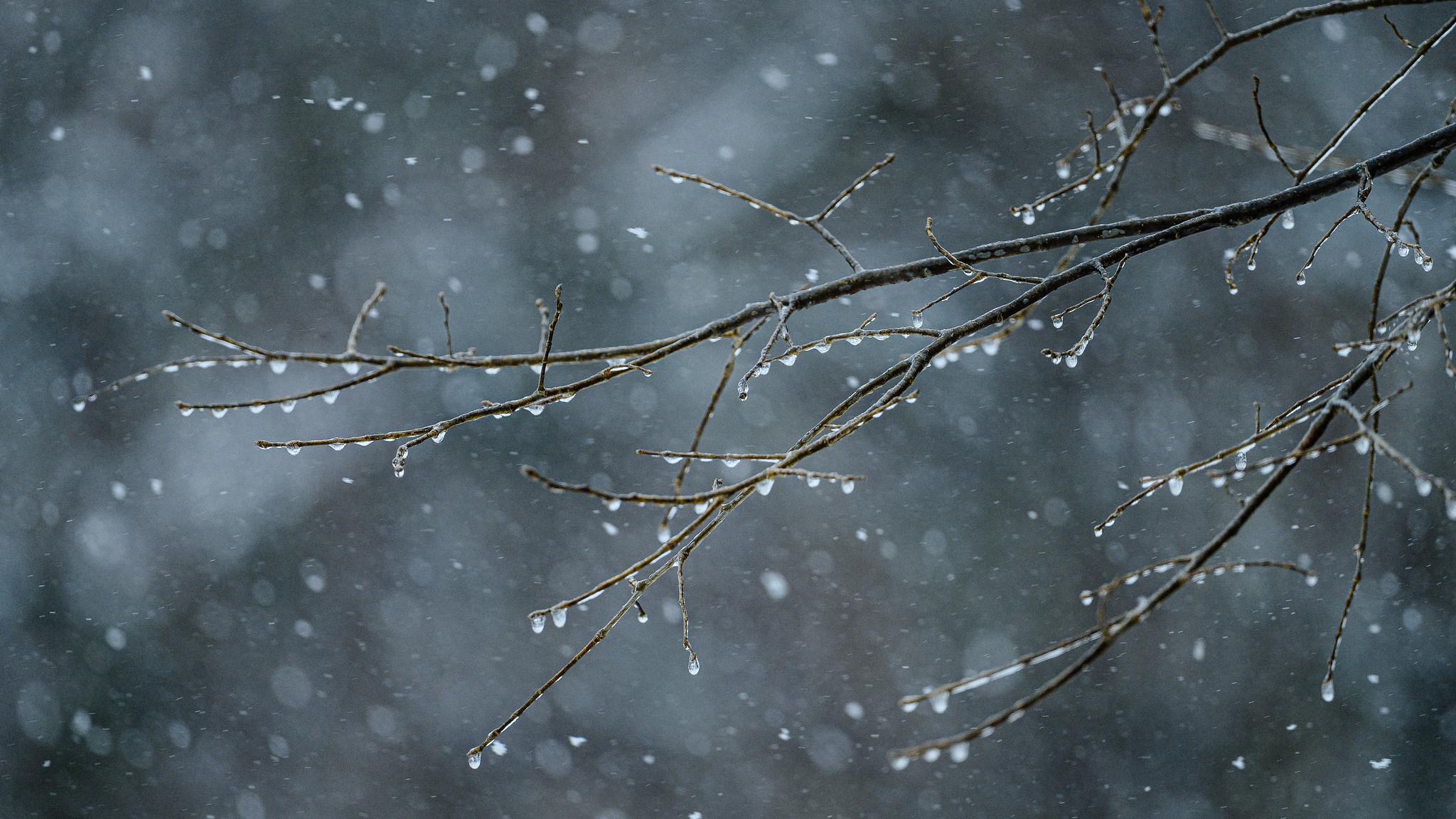 Ice on a branch