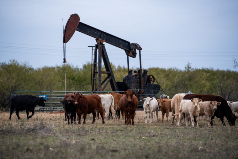 Cattle graze next to an oil pump jack near a limestone mine that is on the shore of the Brazos River near Graham, TX above Possum Kingdom Lake. 