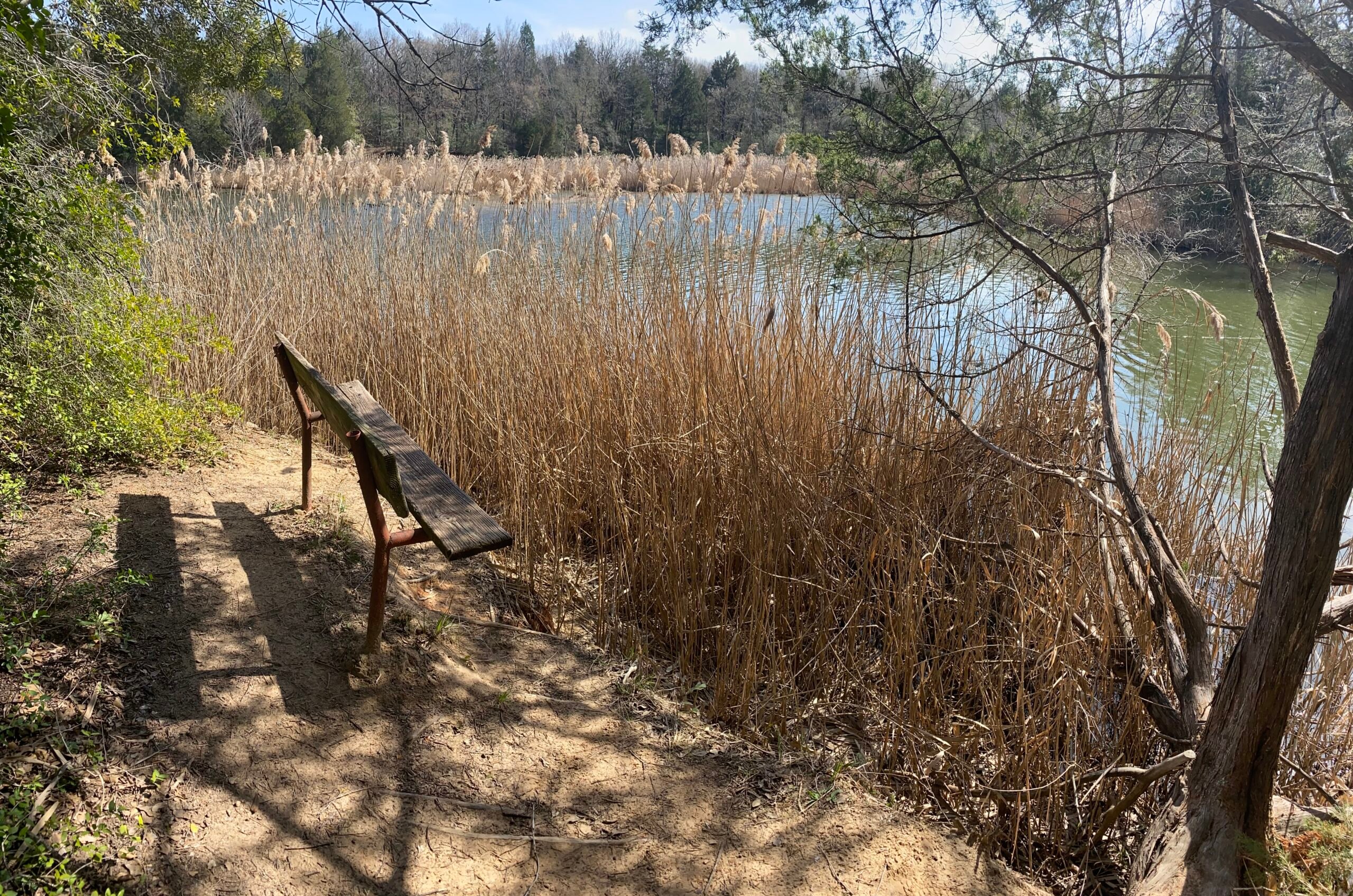 A park bench at Fairfield Lake State Park sits among reeds at the edge of a lake, surrounded by dense forest under a partly cloudy blue sky.