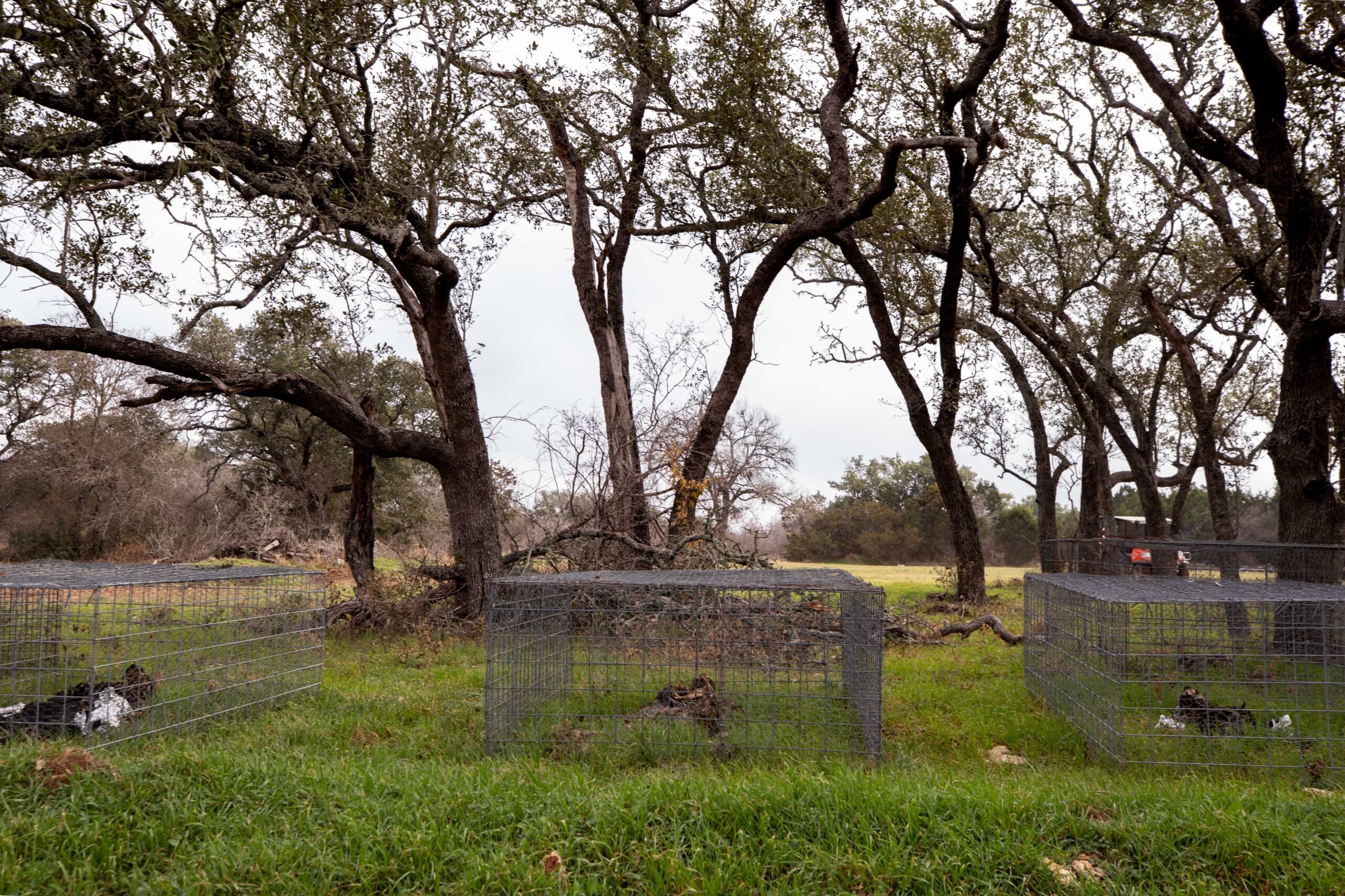 Three metal cages under spreading trees each contain the remains of a human body, barely visible now due to decomposition and grass growing up, around and through the remains.