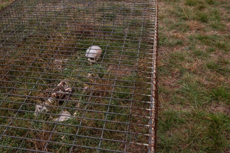 In a cage, a skeleton, bones scattered in a broad oval, is visible among the grass. Little to no flesh remains on the bones.