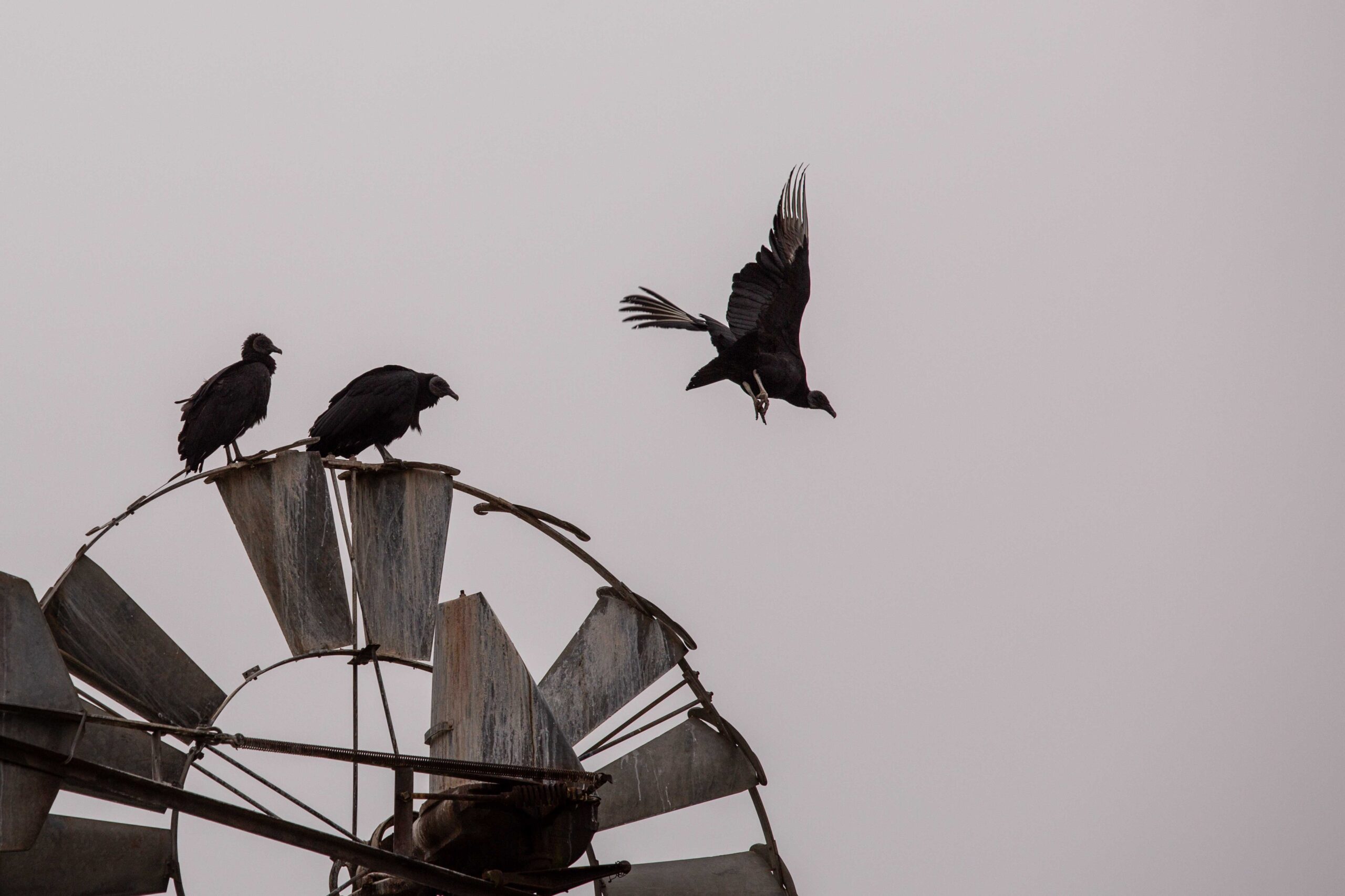 A black vulture takes flight from a windmill overlooking dozens of bodies in various stages of decomposition at the Texas State Forensic Anthropology Research Facility Freeman Ranch, or the Body Ranch. Two other vultures remain perched.