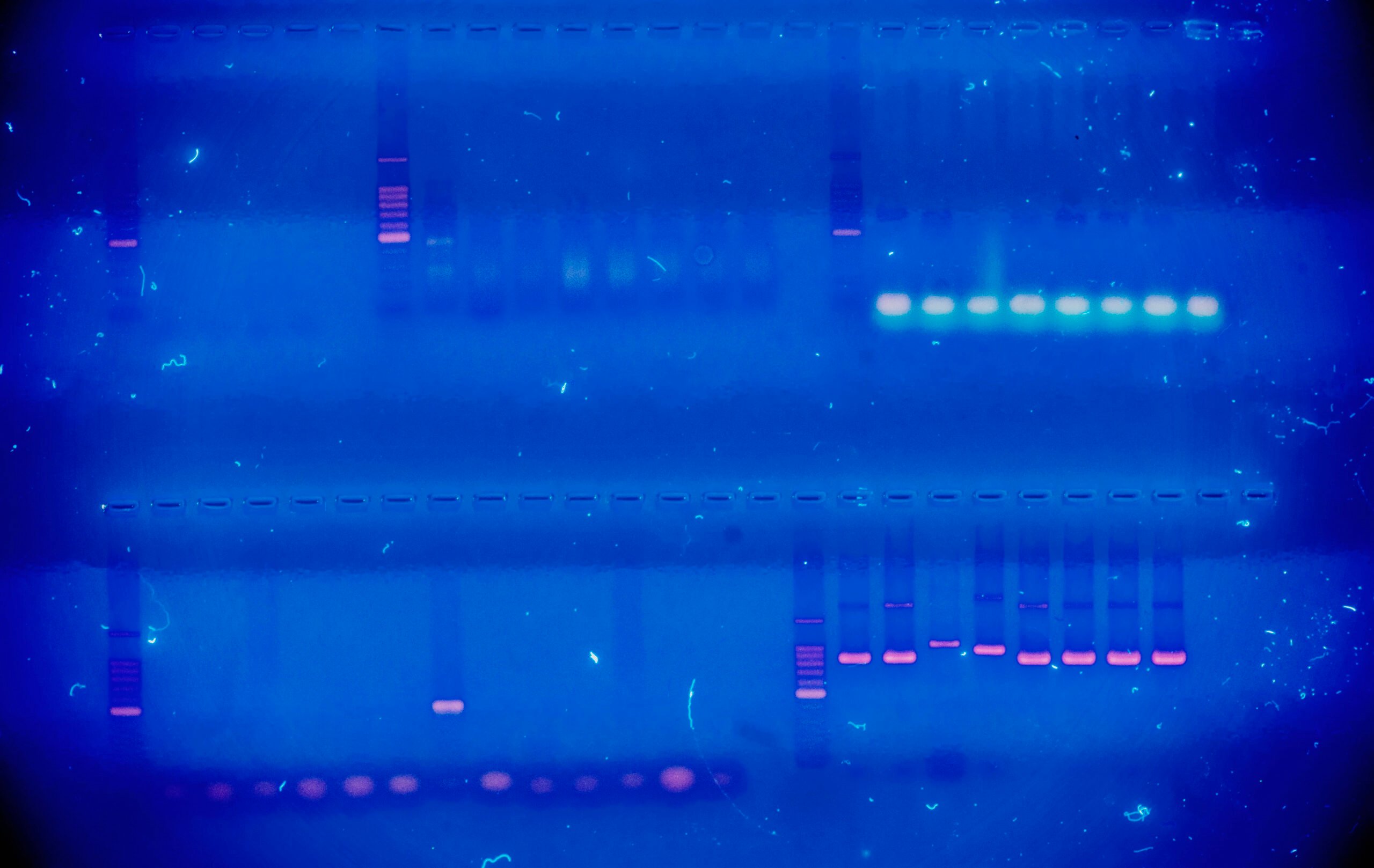 Image: DNA assay