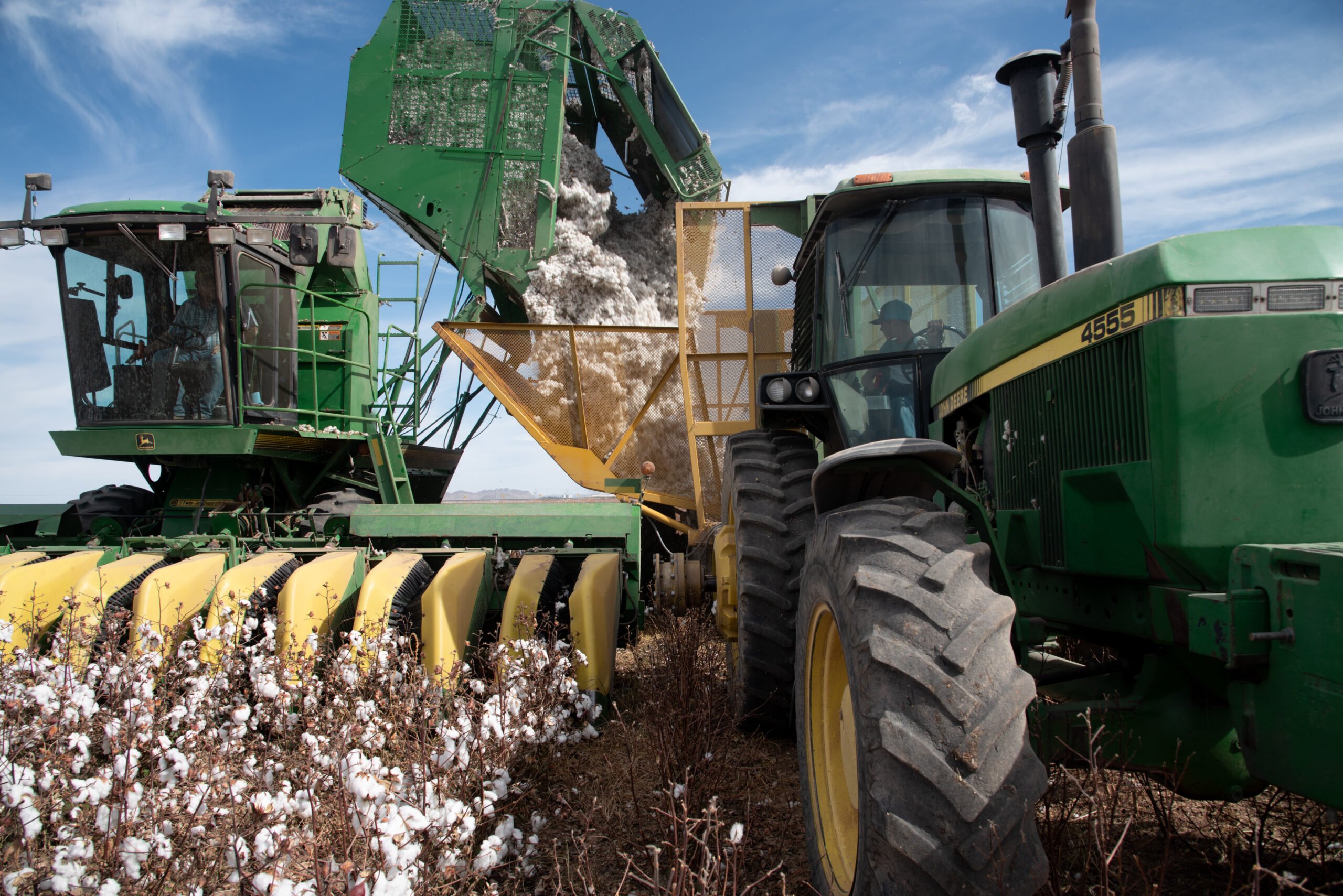 A green and yellow combine harvester churns through a field of fluffy cotton plants, drawing the crop up into a hopper.