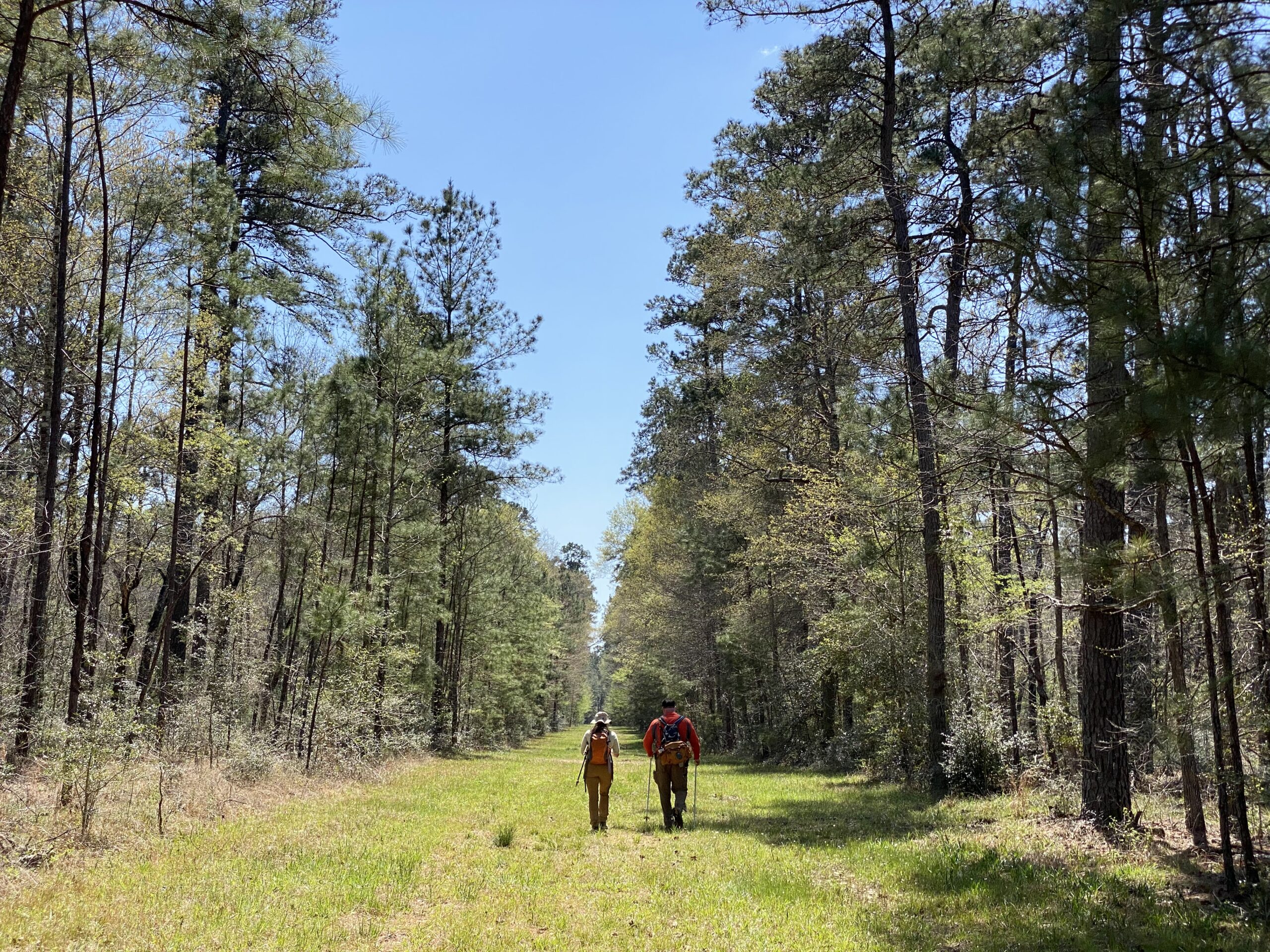 A broad, grassy tree-lined area of the Lone Star Hiking Trail. Two hikers walk along the center, one using ski poles as walking sticks.